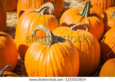 Closeup of pumpkins in a pumpkin patch. Background picture for Halloween and Thanksgiving.