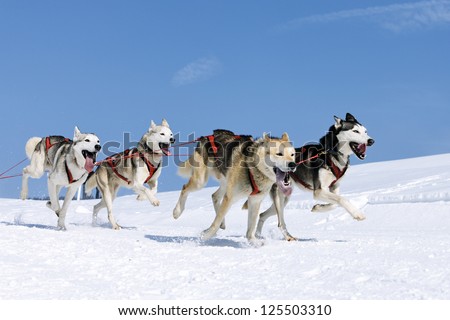 sportive dogs in the snow, extreme, mountain