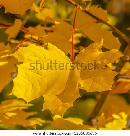 Sunlight shining on radiant yellow leaves in Utah