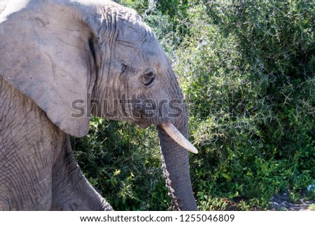 elephant baby  South Africa