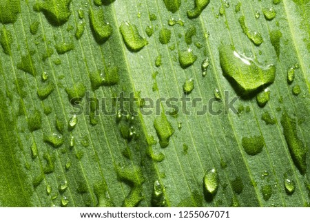 CLOSE OF GREEN LEAF WITH CLEAN WATER DROPS