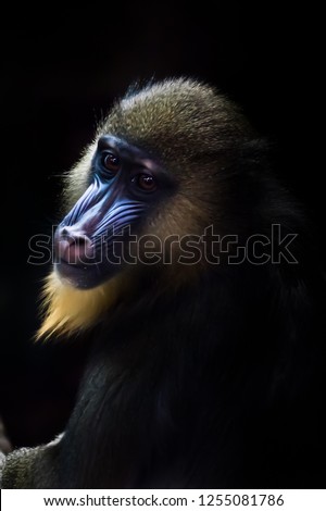 A beautiful madrill monkey with a blue face and golden hair sits half a turn in the dark, resembling a classic picture Johannes Vermeer. "Girl with a pearl earring"