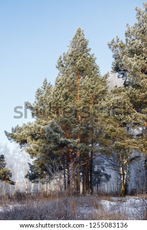 winter forest with trees covered snow