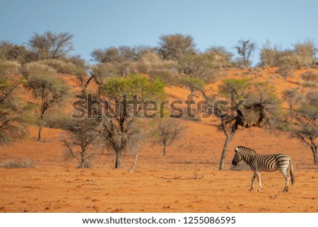 Zebra is walking in red sand desert with a lot of trees - blue sky in the background