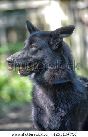 black dog half-breed of husky in summer