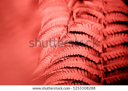 Beautiful fern leaves foliage. Natural floral fern background. Living Coral creative and moody color of the picture.