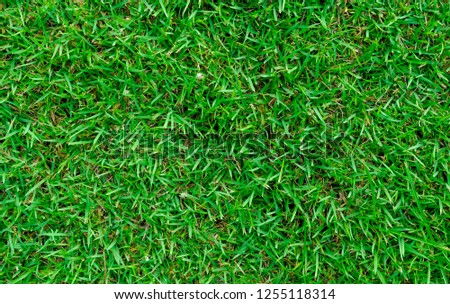 Green grass texture for background,