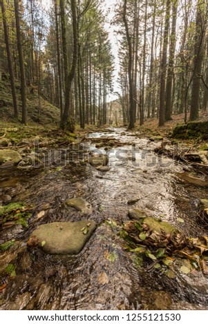Little river in the forest
