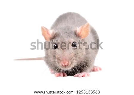 Little gray rat isolated on white background