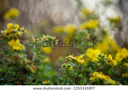 Beautiful yellow flowers bush in october garden