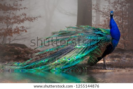 The elegant peacock with its colors Royalty-Free Stock Photo #1255144876