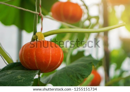 pumpkin growing in garden. Organic vegetable farm