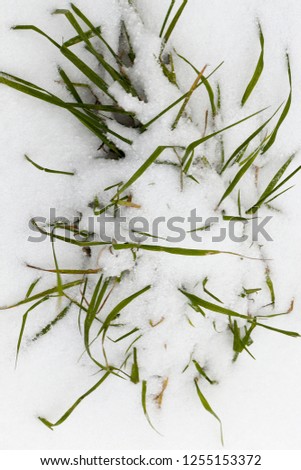 lying snow after the last snowfall. Picture taken in the winter season of dry grass on a white background background of snow
