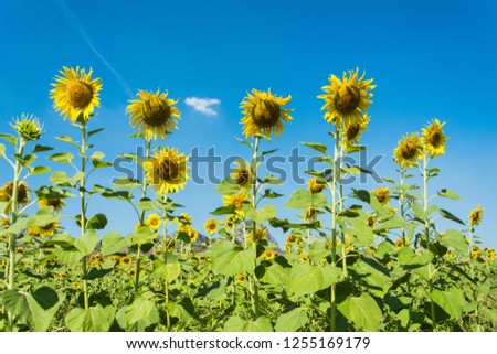 Sunflowers were named for their habit of turning their faces to the sun. Seeds and oil. Sprawling fields of flowers this charming botanical garden at Khao Chin Lae Sunflower Field, Lopburi, Thailand