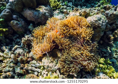 Fish clown swim in anemones. Underwater with coral reef and fish.