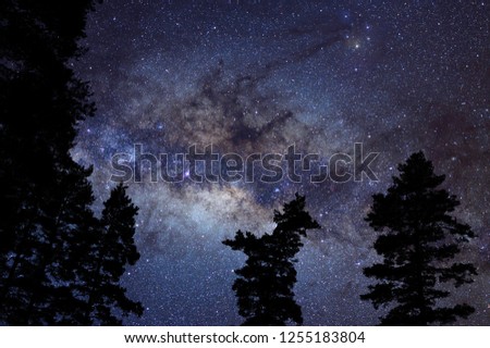 Night sky and Milky Way above treetops.