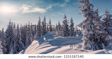 Awesome Winter nature landscape. Scenic image of fairy-tale woodland in sunlit at winter. Majestic frozen pine trees under sunlight at Alpine highland with perfect sky. Wonderful Natural background.
