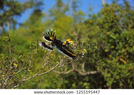Bird Animal Tree Forest flying 