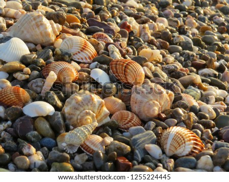 Seashell and pebbles at beach
