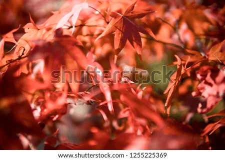 maple red leaves in autumn with blurry background