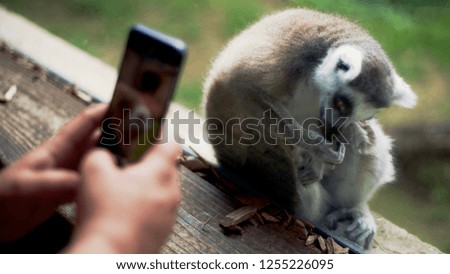 A man takes a photo of a lemur with his smartphone