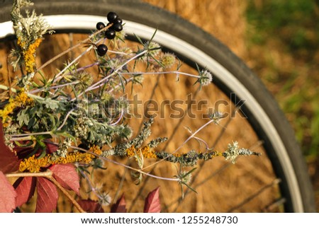 Bouquet of branches, leaves, grass on the background of a bicycle wheel. Regenerative travel concept.