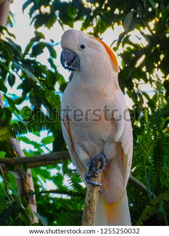 Beautiful specimen of coockatoo, a cacatua moluccensis, standing on a branch of a wood, with in the background different kind of leaves (Genova, Italy)        