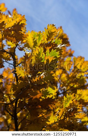 Tree leaves on orange, Spain.