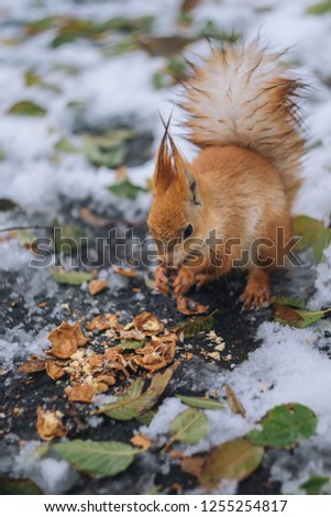 Squirrel eats nut on the park. Small rodent eats nuts.