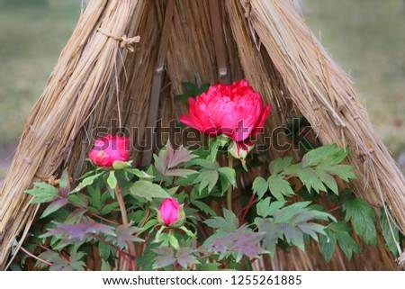Peony flowers covered with straw in winter.