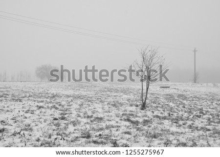 Winter landscape. Cloudy day. Winter decline. The muffled colors. Monochrome landscape with trees in the foreground.  Winter background for cards.