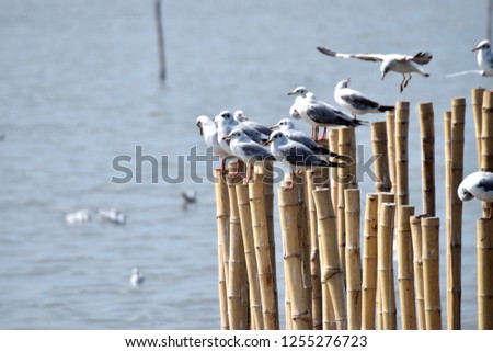 Seagulls standing on bamboo embroidered in the sea. Selective focus.