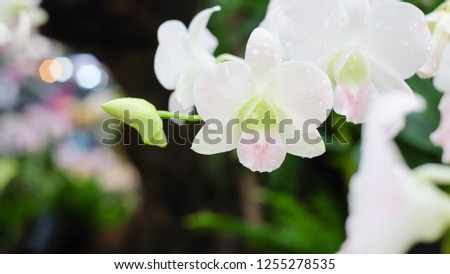 Orchid flowers in garden 