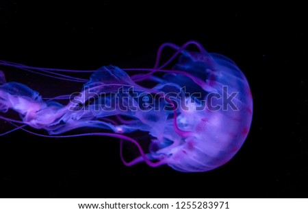 A colorful Jellyfish closeup