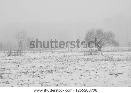 The Winter background.  The monochrome color. Copy space. Landscape of  trees in fog. The city park.