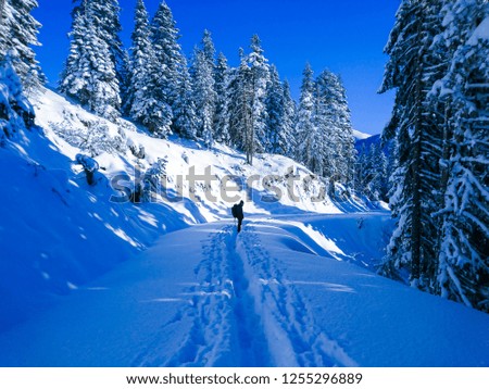 Pine trees under snow at İlgaz Mountain