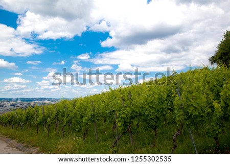 Vineyard and vines in the early summer, royal vineyard