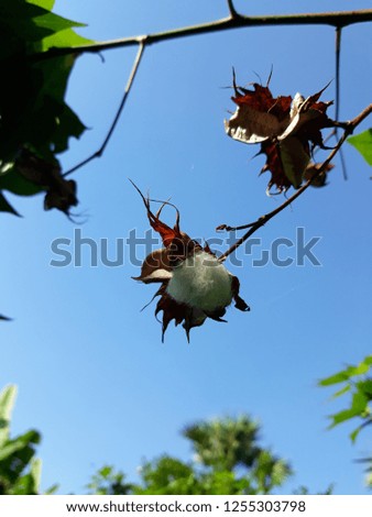 Cotton tree in beautiful garden