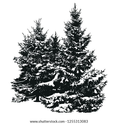 Fir trees on white background, vector silhouettes of Christmas tree. Black and white graphic illustration of winter landscape with conifer spruce trees.