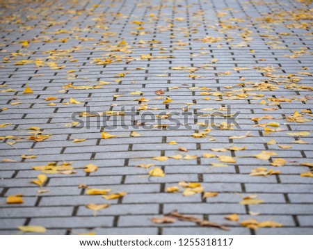 Dry vivid yellow leaves fall on the cement or concrete tiles floor at the park in autumn season.