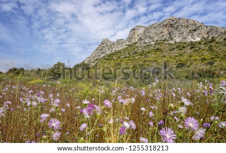 The view of local mountain flora of Serra de Tramuntana mountains. Mallorca, Spain Royalty-Free Stock Photo #1255318213