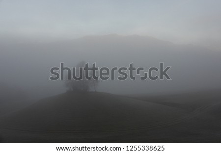 A beautiful foggy mysterious overcast weather. Landscape.