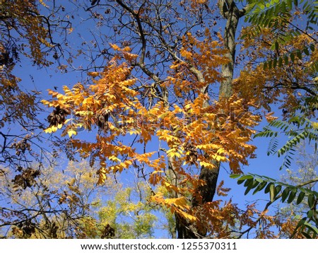 Branches of autumn trees with yellow leaves in front of blue sky on sunny day