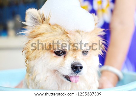 Happy adorable Pomeranian puppy bathing with bubbles of shampoo on head, closeup cute pet take a bath in blue bucket with white bubbles, feeling of happiness dog in summer season concept