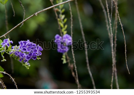 Duranta erecta is a species of flowering shrub in the verbena family Verbenaceae. Common names include golden dewdrop, pigeon berry, and skyflower