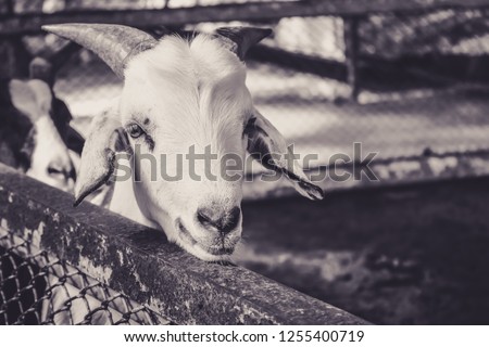 Small goat looking at the camera in grey toned color picture