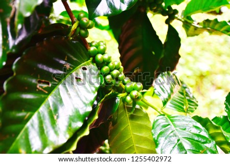 Branch of coffee bean, fresh seeds at coffee plantation have green and red or cherry, harvest organic in the The area higher than sea level is good for flavor and aroma of coffee, agriculture concept