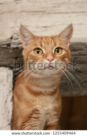 portrait of a red hair cat