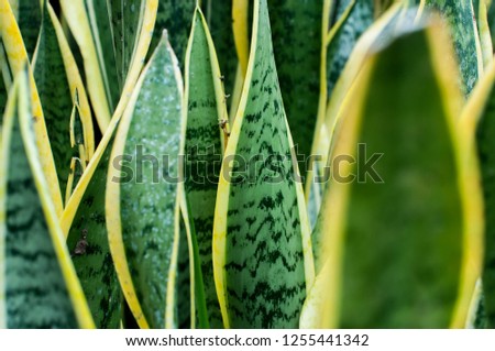 Tropical leaf for backgrounds 