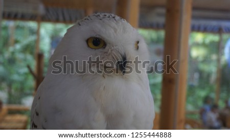 snowy owl white animal